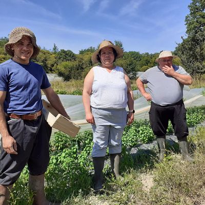 famille collin herbes aromatiques bio
