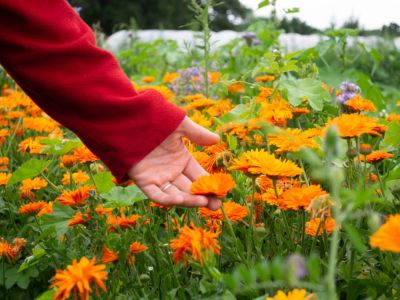 pharmacopée le bio refait ses preuves